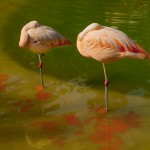 flamingoes