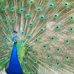 peacock